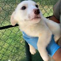 Thumbnail photo of Hobbit #2