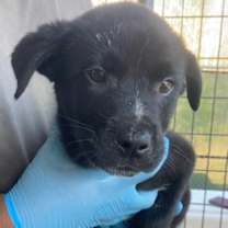 Thumbnail photo of Gem #2