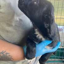 Thumbnail photo of Gypsy #3