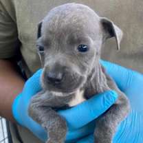 Thumbnail photo of Earl #3