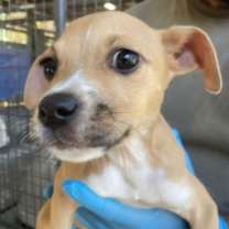 Thumbnail photo of Almond #3