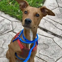 Thumbnail photo of Banjo #2