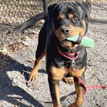 Thumbnail photo of Samwise #1