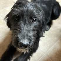 Thumbnail photo of Poppy #3