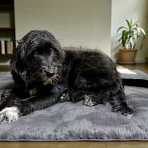 Thumbnail photo of Poppy #4