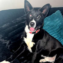 Thumbnail photo of Loki #1