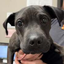 Thumbnail photo of Eeyore #1