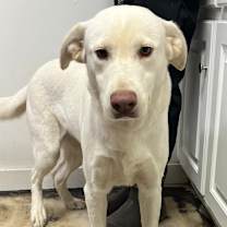 Thumbnail photo of Ivory aka "Ice" #4