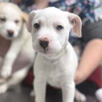 Thumbnail photo of Goose #1