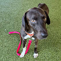 Thumbnail photo of Cinder #4