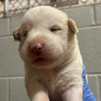 Thumbnail photo of Dakota #2