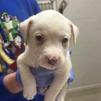 Thumbnail photo of Goose #3