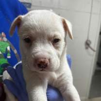 Thumbnail photo of Finn #3