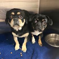 Thumbnail photo of Nala #4