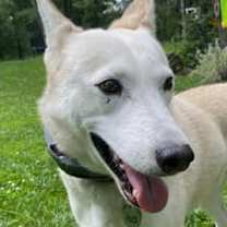 Thumbnail photo of Huckleberry Finn #1