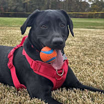 Thumbnail photo of Oso #4