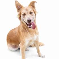 Thumbnail photo of Ginger (formally Andi) #1