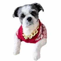 Thumbnail photo of Lou #1