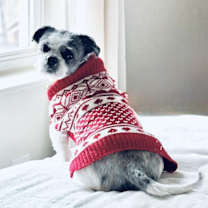 Thumbnail photo of Lou #3