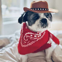 Thumbnail photo of Lou #4