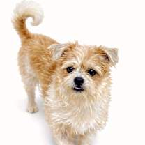 Thumbnail photo of Whopper Jr. #2