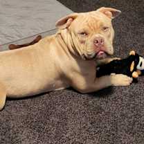 Thumbnail photo of Dexter #4