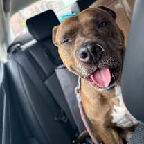 Thumbnail photo of cream #2