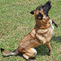 Thumbnail photo of Sadie #2