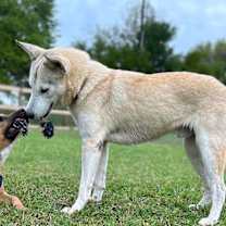 Thumbnail photo of Huckleberry Finn #4