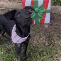 Thumbnail photo of Chance #1