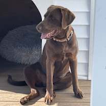 Thumbnail photo of Cocoa #4