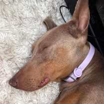 Thumbnail photo of Chula #4