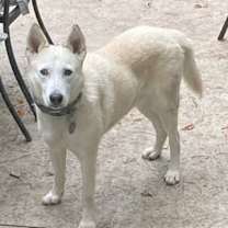 Thumbnail photo of Huckleberry Finn #2