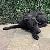 Thumbnail photo of BRUTUS #2