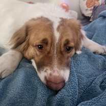 Thumbnail photo of Hermes #2