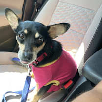 Thumbnail photo of Sheila & Amber #1