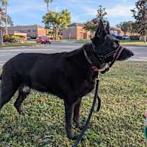 Thumbnail photo of Callie #1