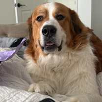 Thumbnail photo of Aspen #4