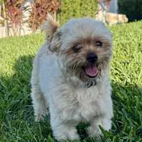 Thumbnail photo of Oliver #1