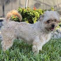 Thumbnail photo of Oliver #3