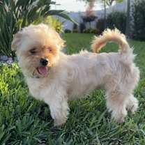 Thumbnail photo of Oliver #4