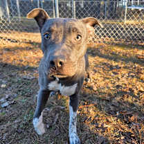 Thumbnail photo of ELM 51 (Autumn)🐾 #2