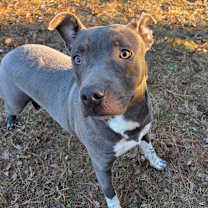 Thumbnail photo of ELM 51 (Autumn)🐾 #3