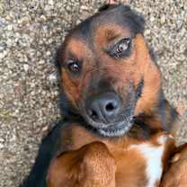 Thumbnail photo of Gemini #4