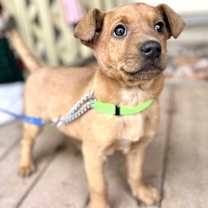 Thumbnail photo of Yankey #2