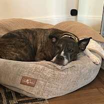 Thumbnail photo of Lucas #4