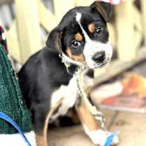 Thumbnail photo of Yokie #1