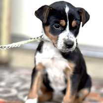 Thumbnail photo of Yokie #2