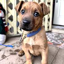 Thumbnail photo of Yules #1