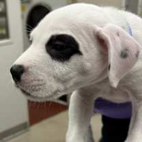 Thumbnail photo of Jughead (302) #1